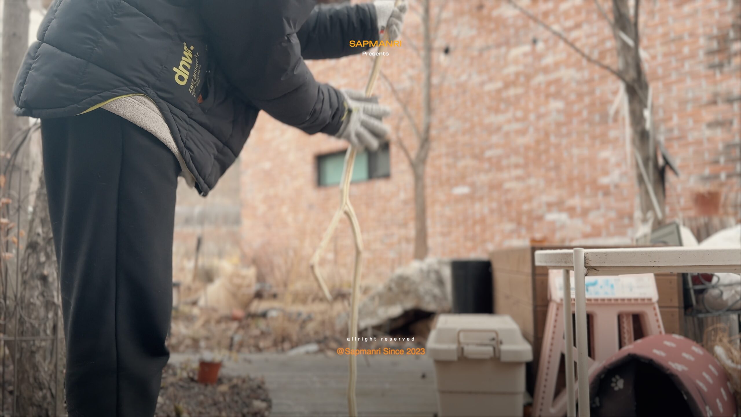 A gloved person outdoors scraping and cleaning the surface of a long bare branch.