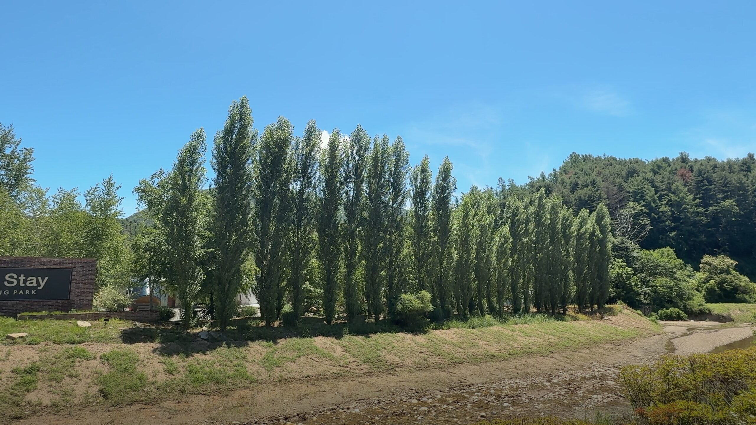 A row of tall poplar trees beneath a clear blue sky and a wooded ridge.