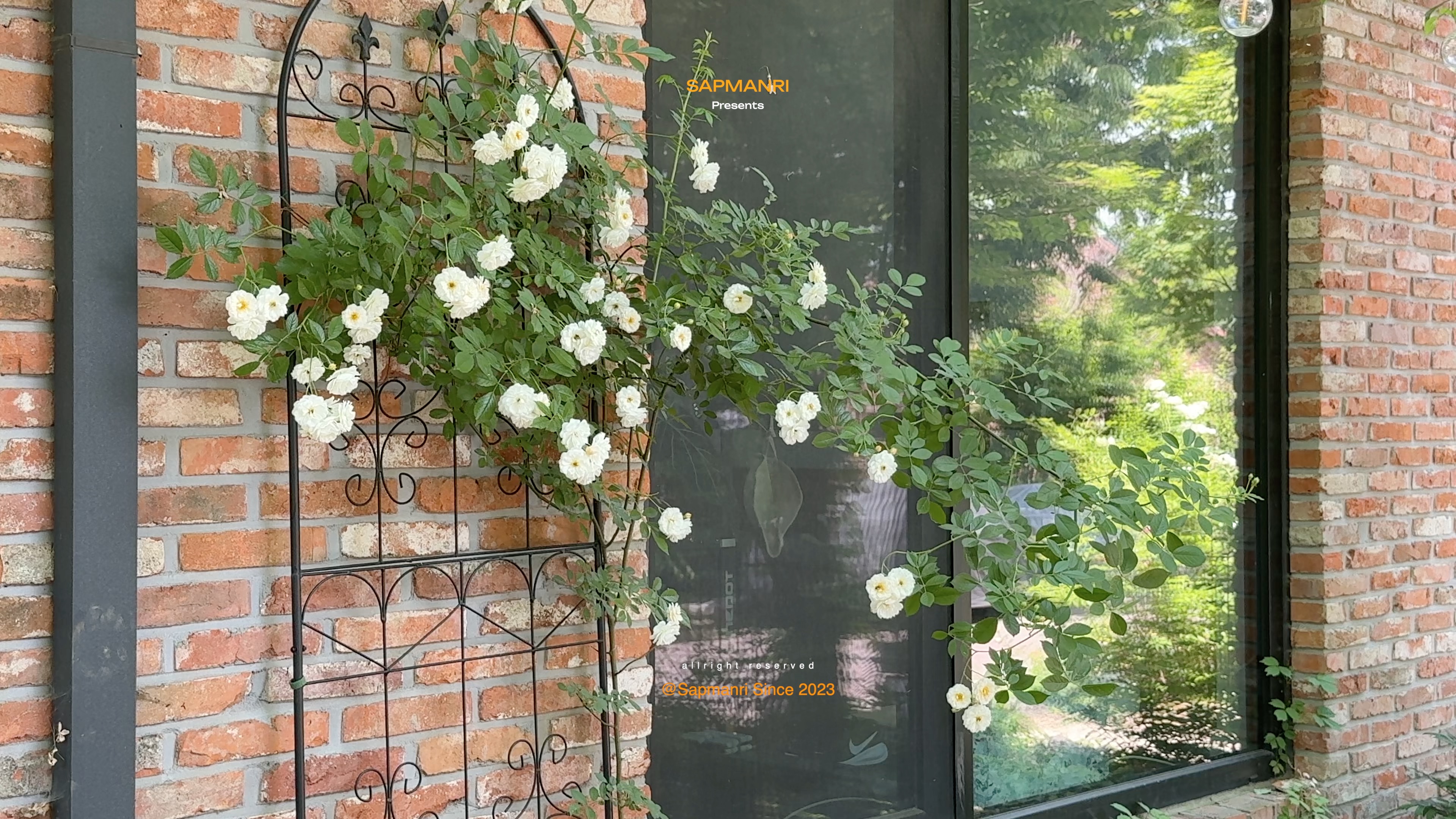 White climbing roses on a black trellis beside a brick wall and reflective window.