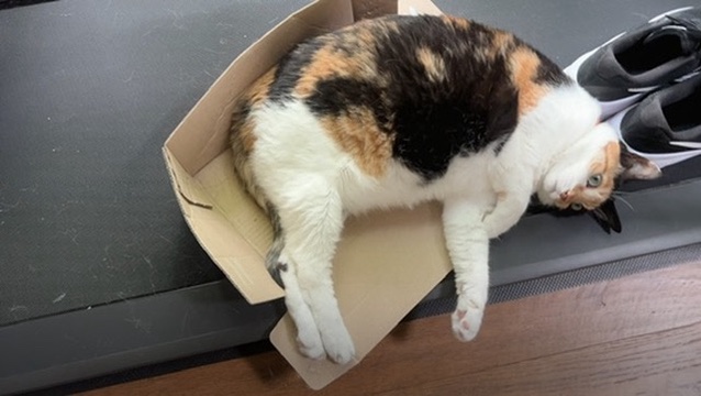 A calico cat stretched across a shallow cardboard tray on a dark sofa.