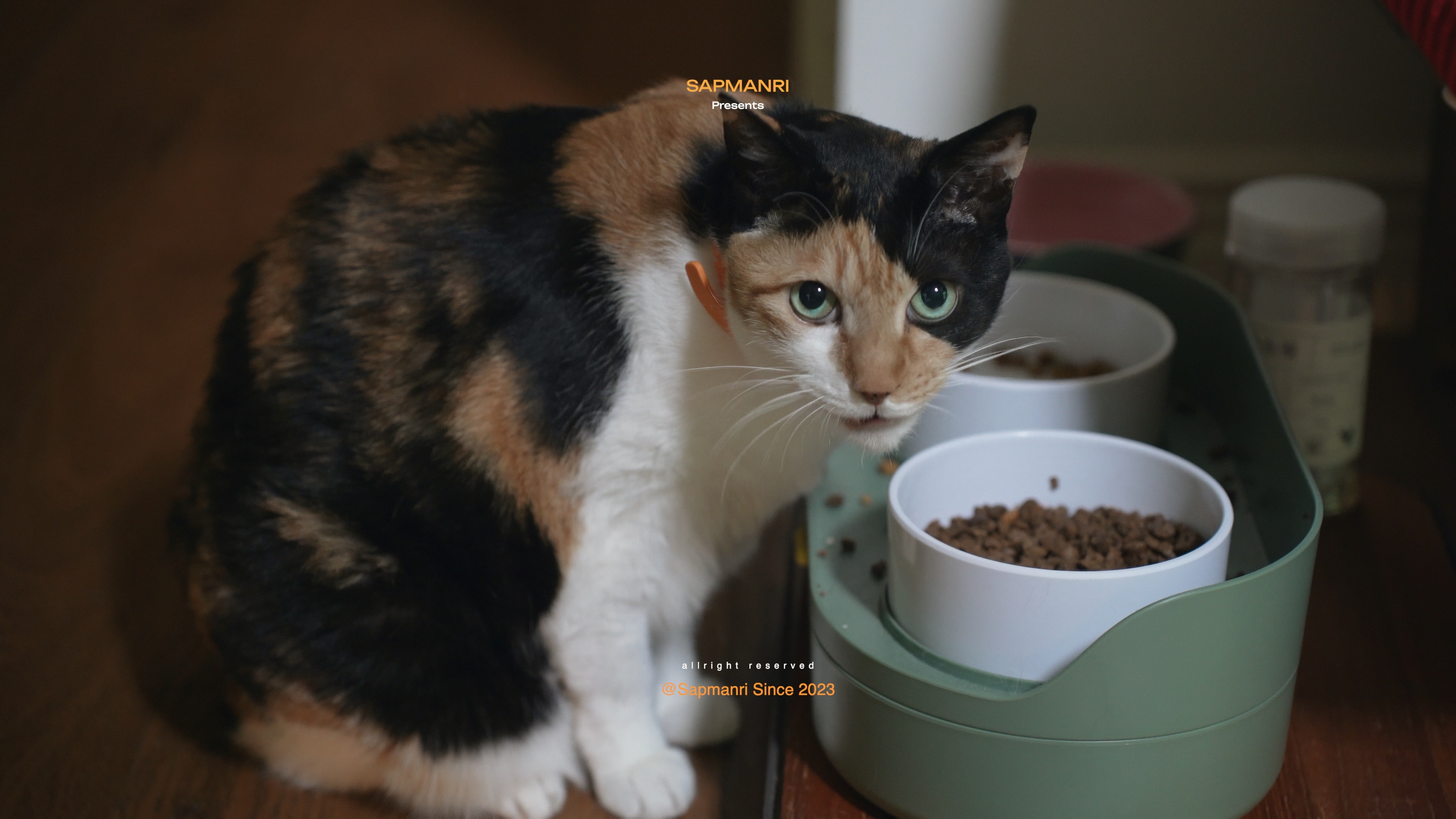 A calico cat standing beside an automatic food dispenser and a bowl of dry food.