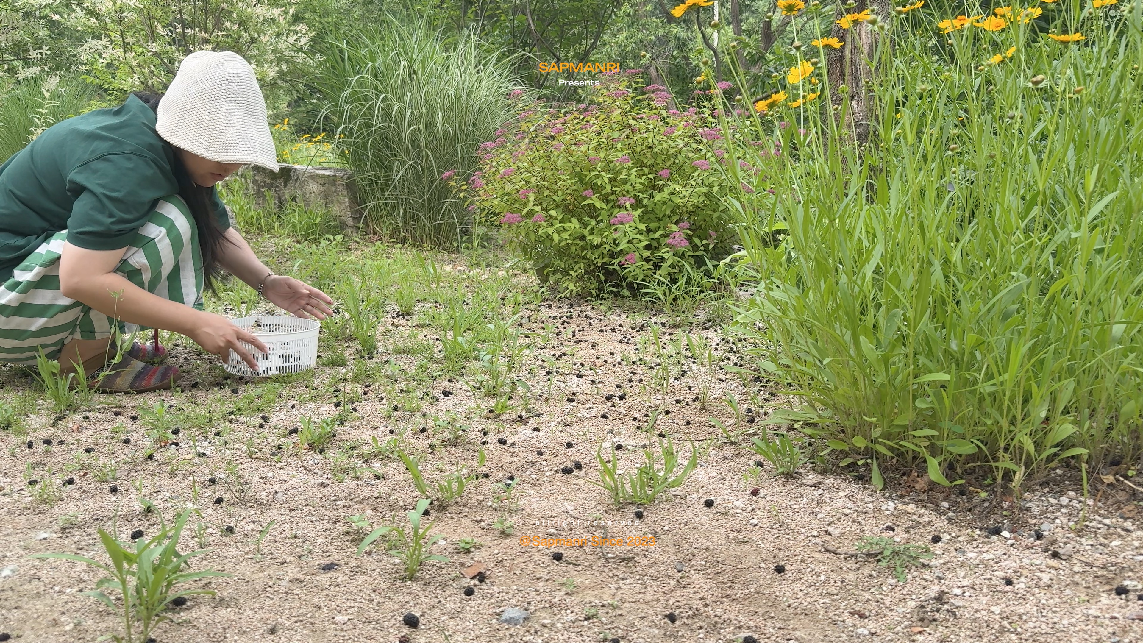 A person crouching to gather fallen mulberries beside flowers in a garden bed.