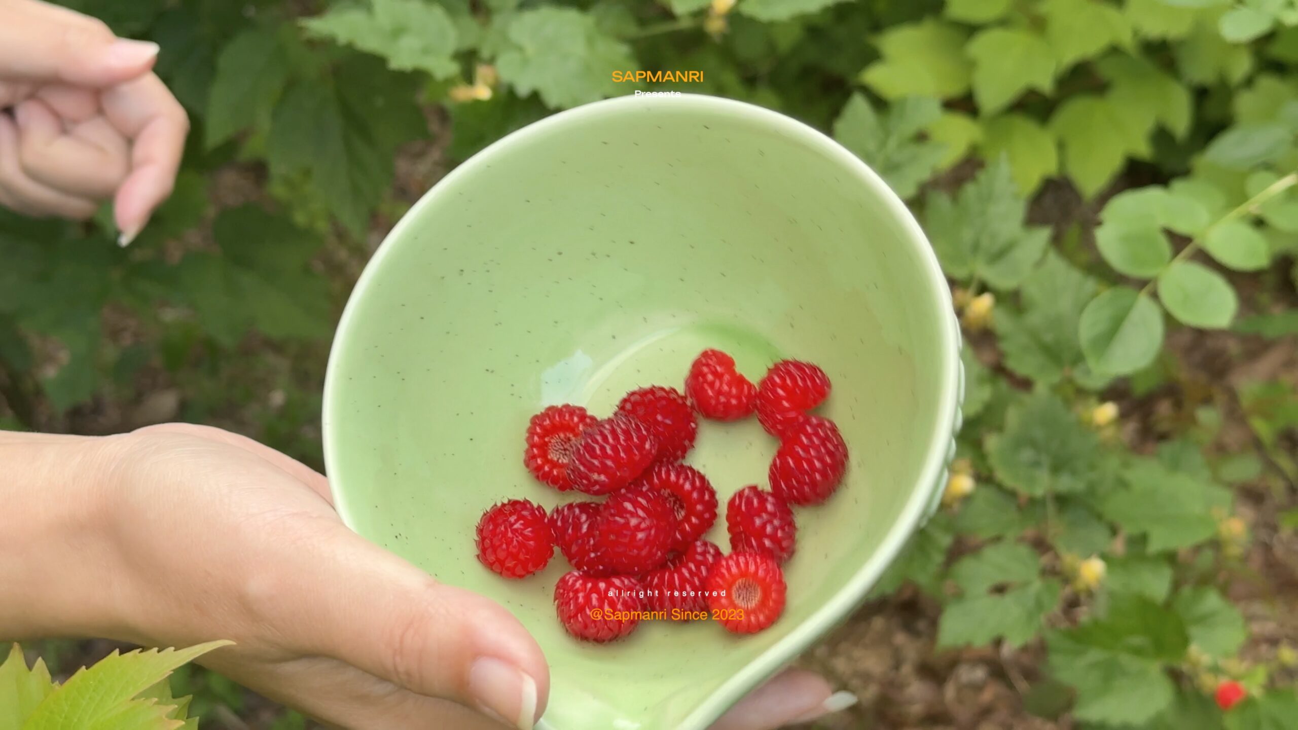 Freshly picked red wild raspberries held in a pale green bowl beside the plants.