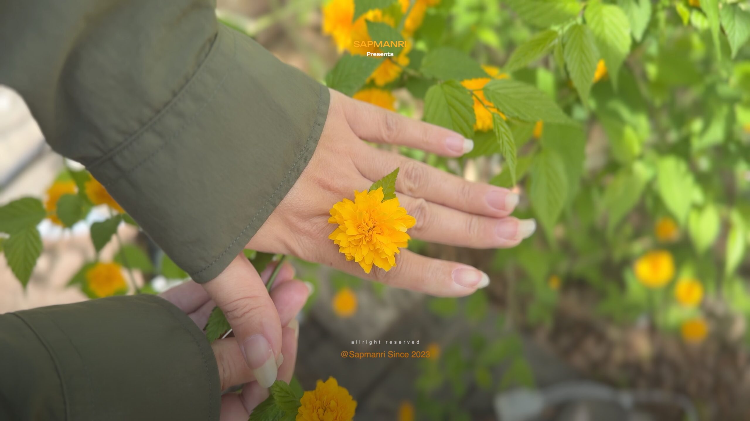 A hand cupping a yellow flower growing among green leaves outdoors.