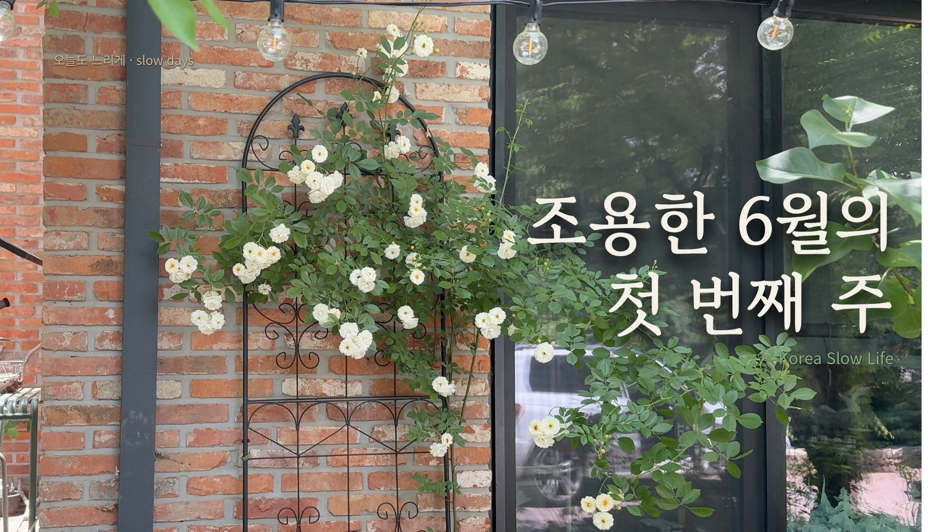 White climbing roses beside a brick wall and window, with a Korean June title overlay.