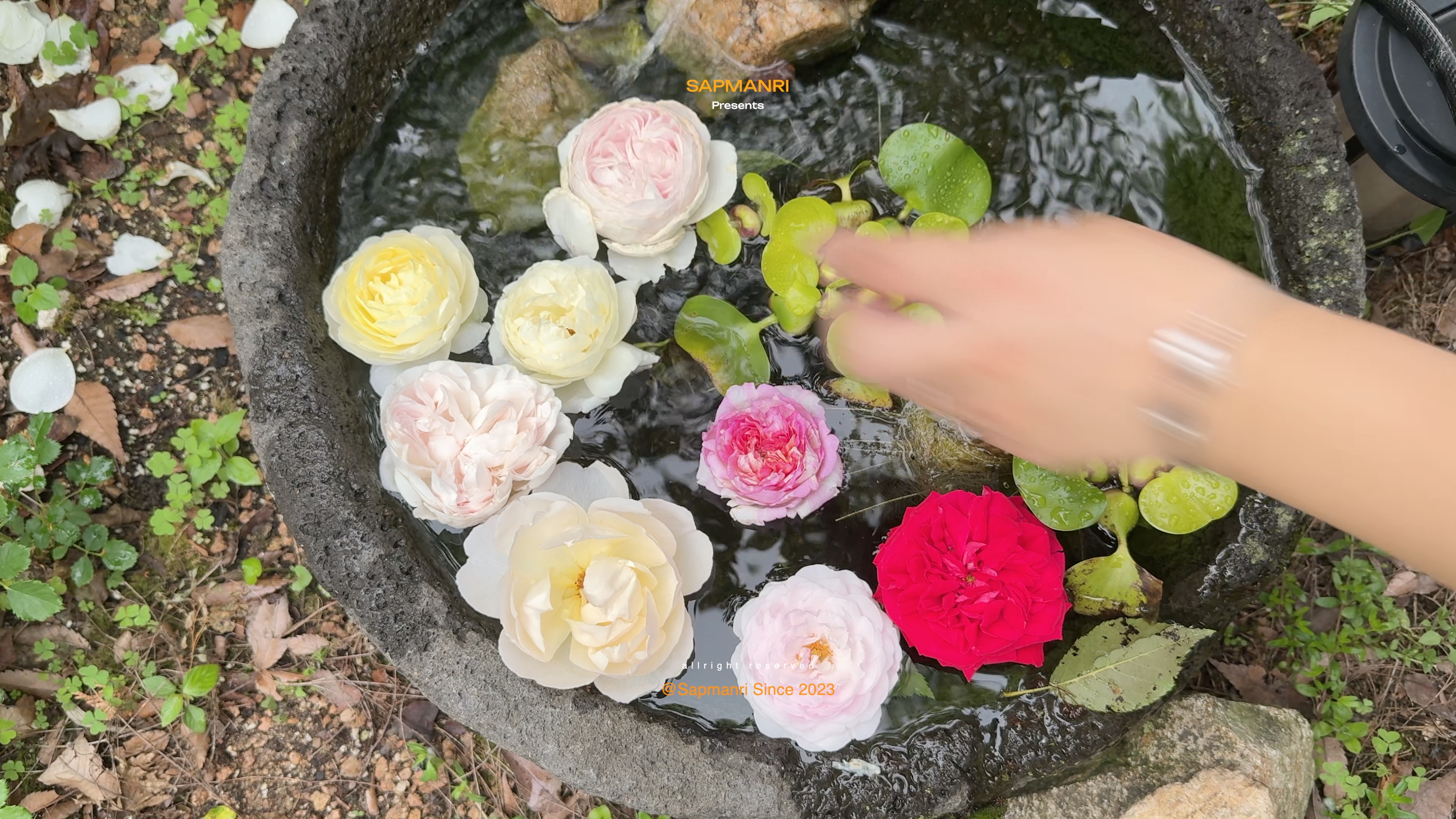 Pink and white flowers floating in a shallow stone water basin as a hand touches the surface.