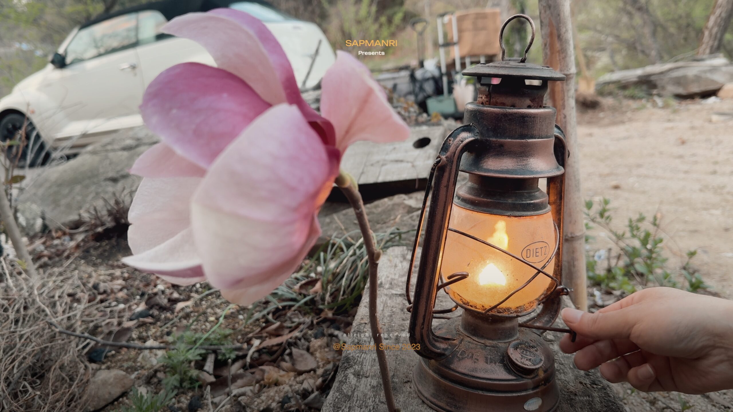 A pink magnolia bloom beside a small lantern glowing against a dark spring evening.